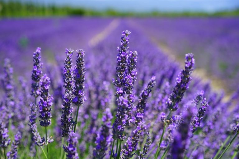 Les plus beaux villages du Luberon : Votre guide pour une escapade provençale